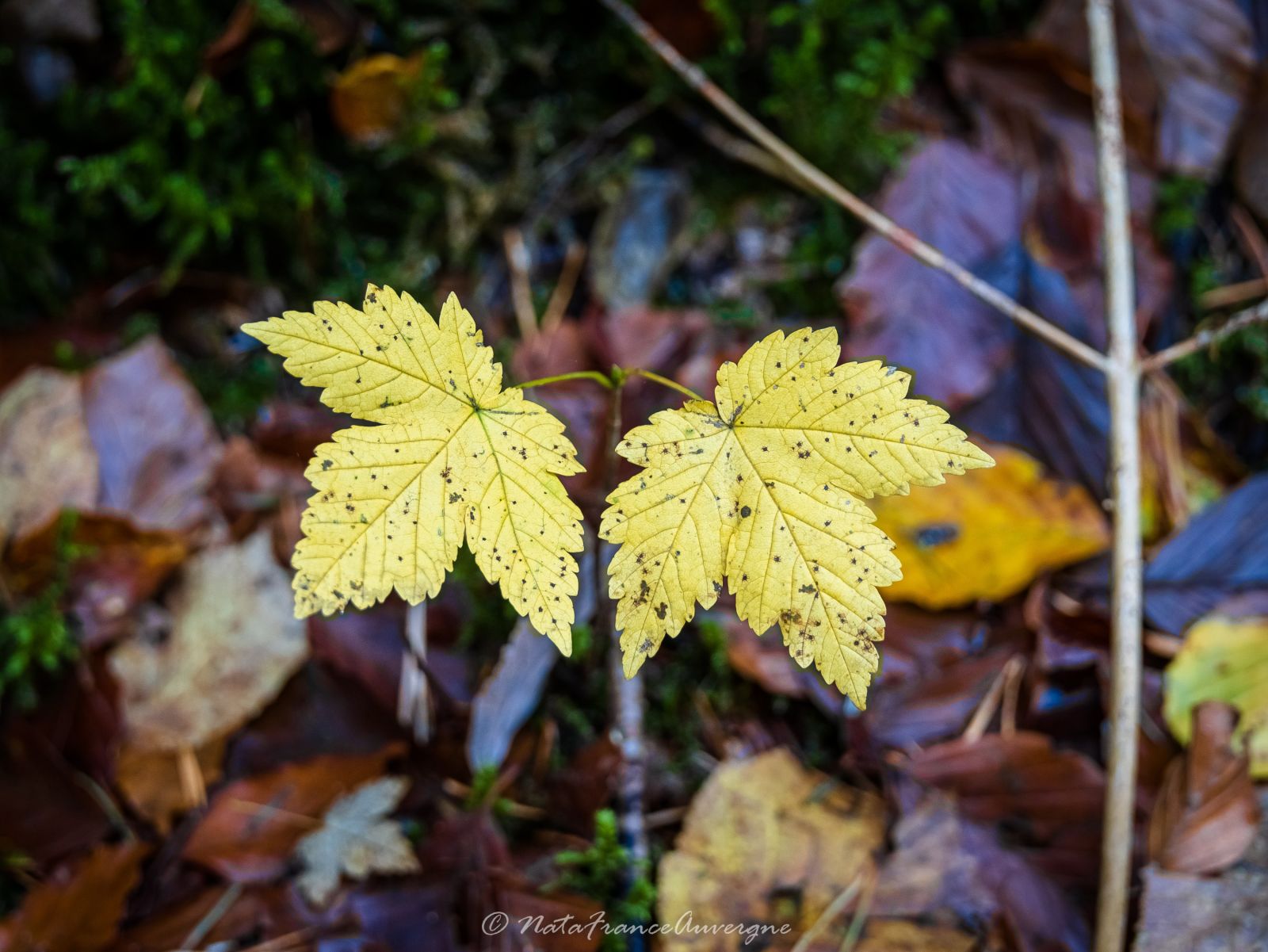 Rando au Puy de la Vache et Lassolas oct 2023 by @NataFranceAuvergne-8507